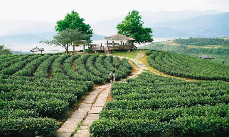 群山環抱的宜蘭茶,深入茶園體驗好喝好好玩