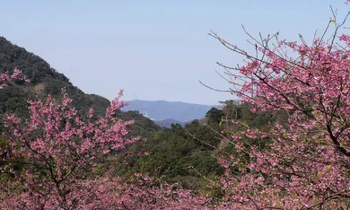 三峽賞櫻花盛宴再加蘆竹埤塘散步訪候鳥,追尋季節限定的大自然魅力