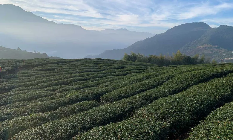 精選台灣8款茶園風景 在家沏茶、喝茶沉澱身心靈,乘著茶山香氣去旅行