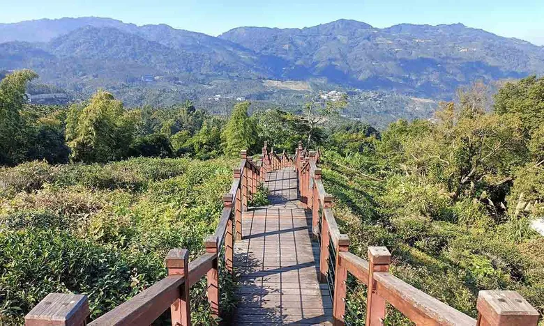 嘉義梅山小萬里長城 漫步太興岩景觀茶園步道,在花香中來趟親子健行旅程