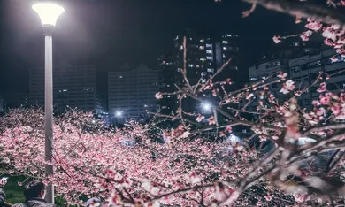 2025樂活夜櫻季|散步台北內湖樂活公園仙境,星月之夜浪漫賞櫻、迪士尼公主花卉造景