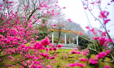 2025陽明山花季一日遊|櫻花美景結合迪士尼公主童話場景,賞花時間地點與交通資訊整理