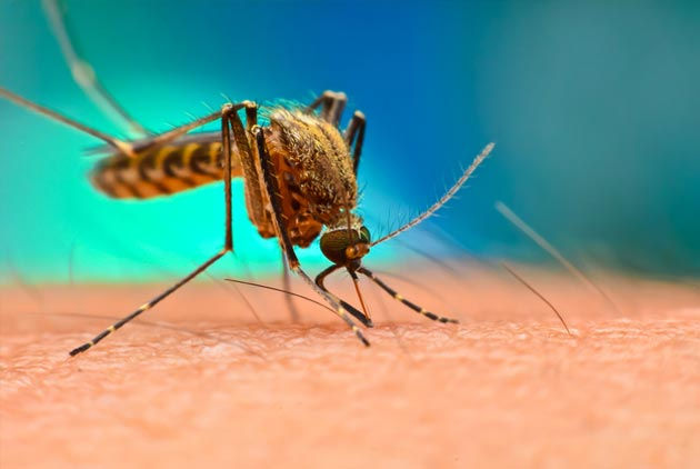 【g0v專欄】登革熱疫情擴大　AI如何殺蚊子？ 