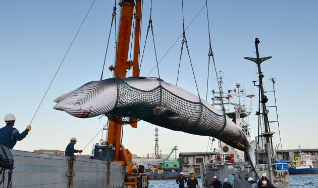 明明不愛吃鯨魚了，日本人為何賭上國際形象要捕鯨？